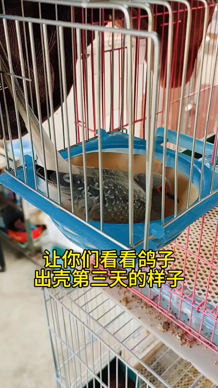 澳大利亚薄雪鸽是世界上最小鸽子