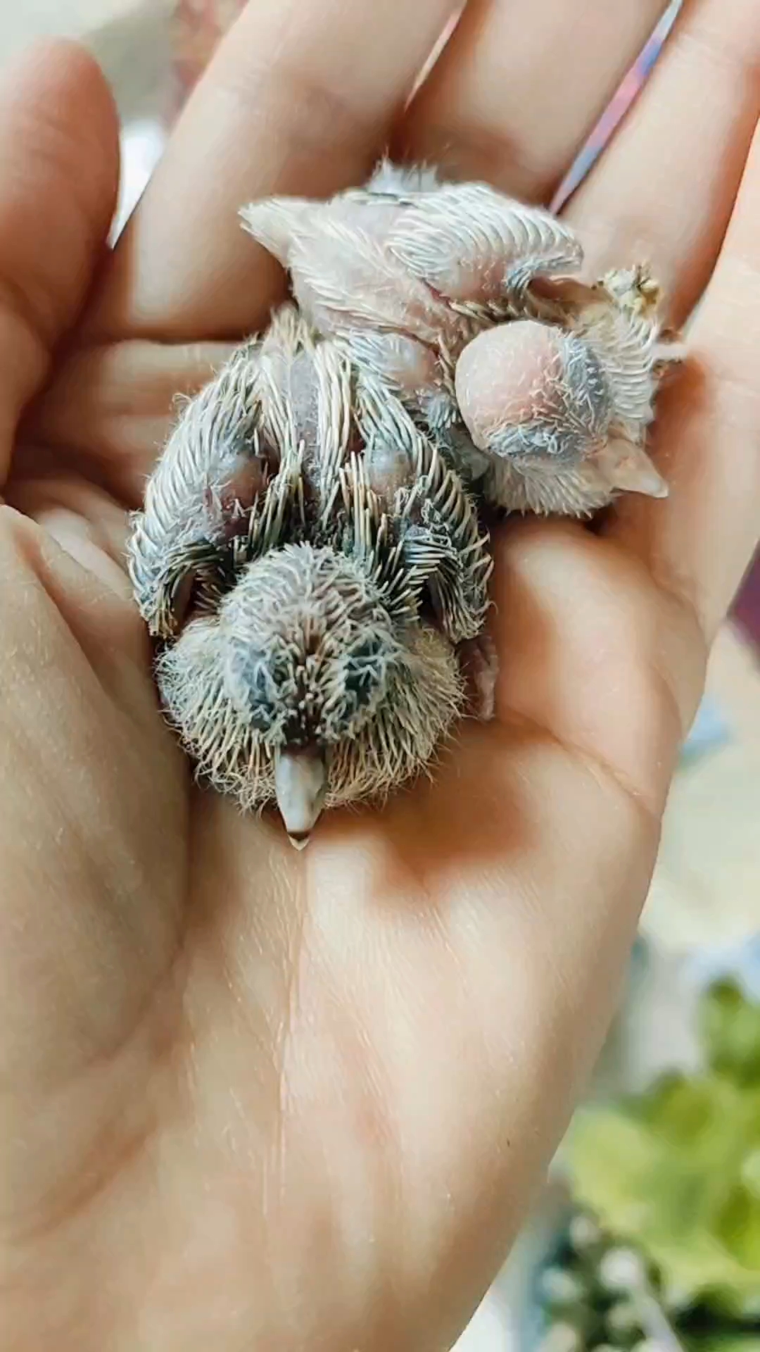 澳大利亚薄雪鸽世界上最小的鸽子会开屏的鸽子