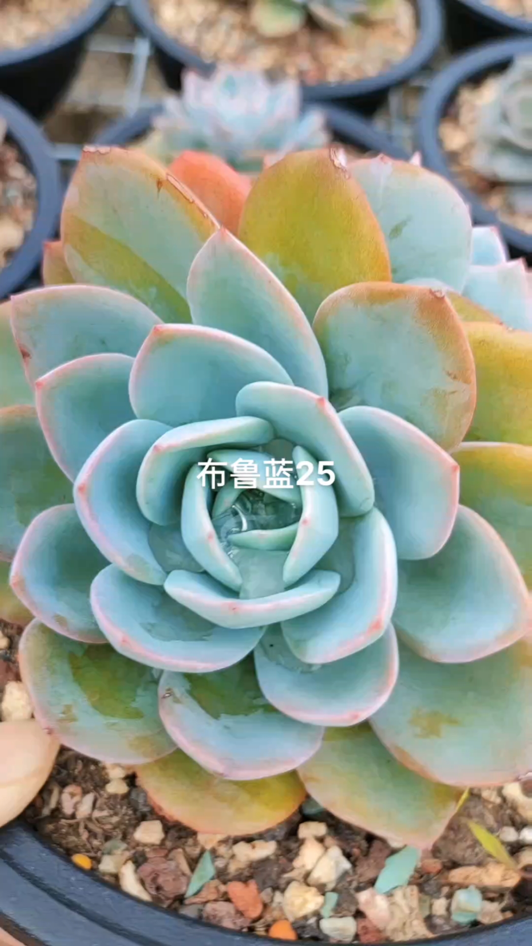 布鲁蓝在广东也是很皮实好养的