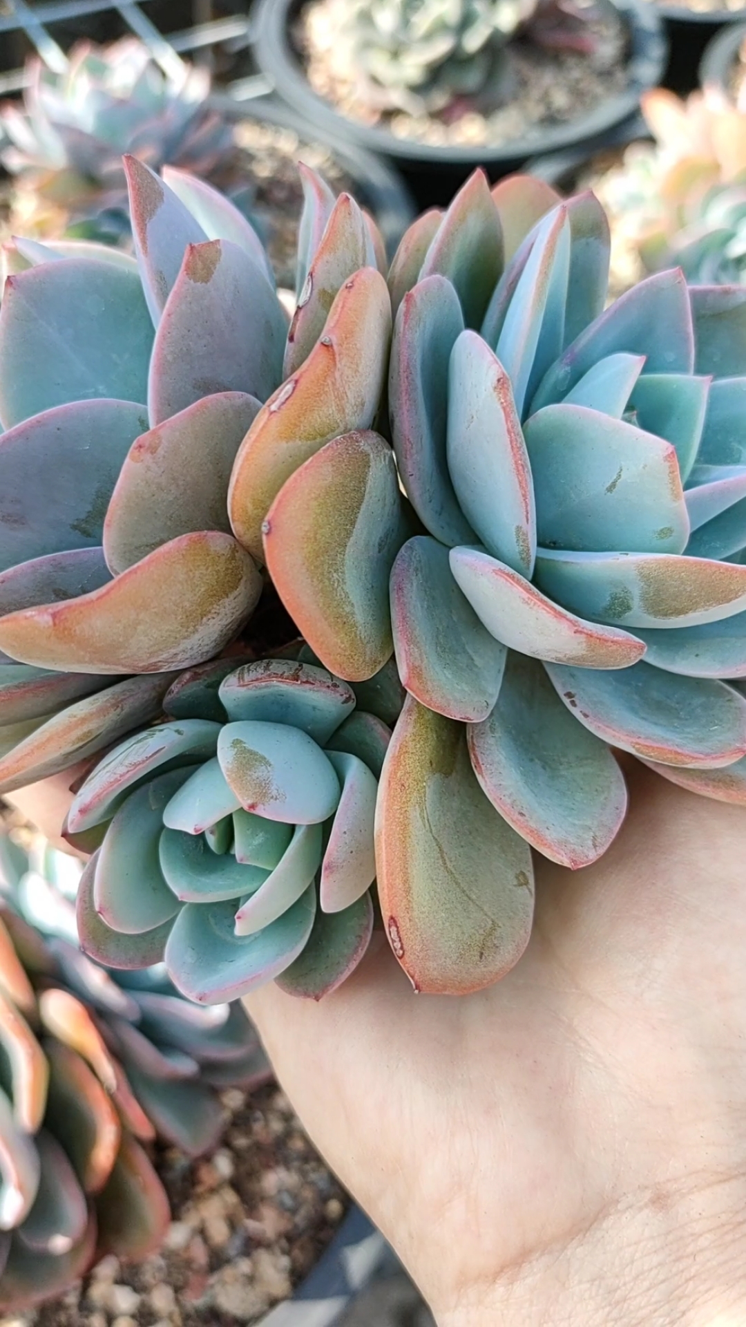 布鲁蓝从当初单头养成现在的三头