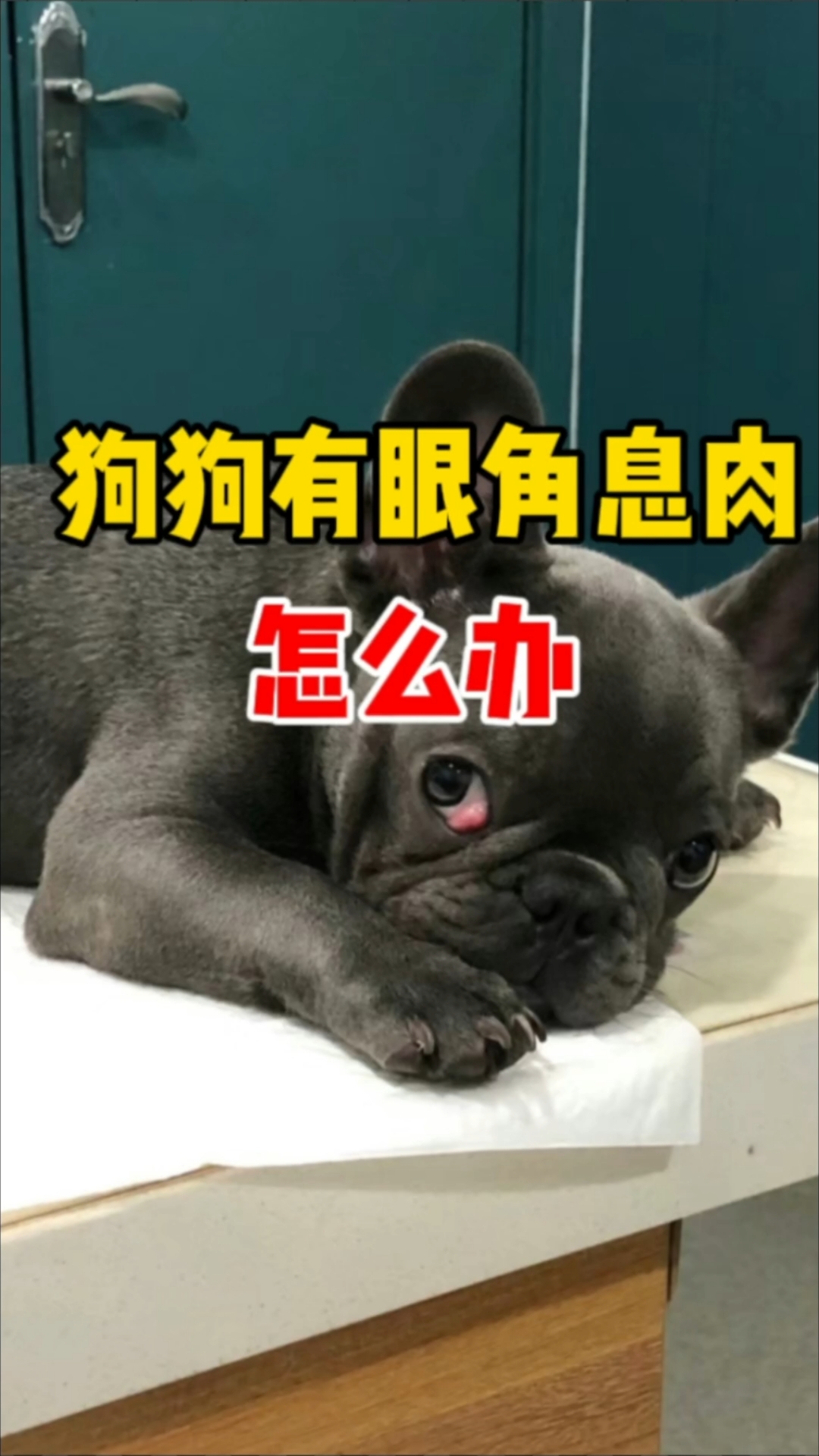 狗狗有眼角息肉怎么办