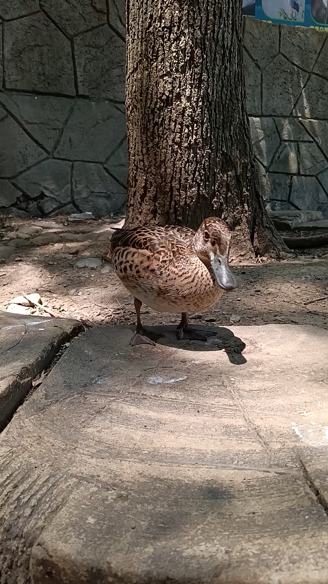 可爱的小鸭子。!