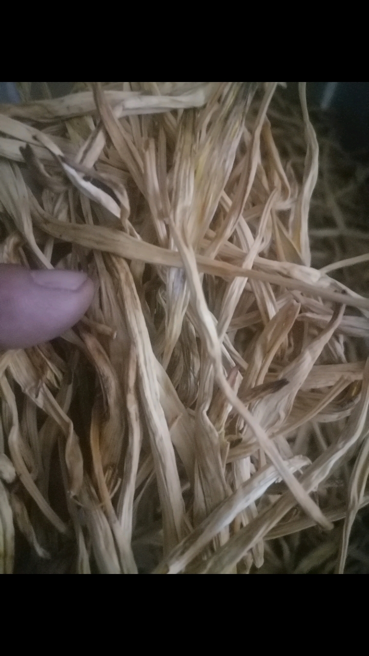 大同黄花菜产地直销电话18735277677无硫产品