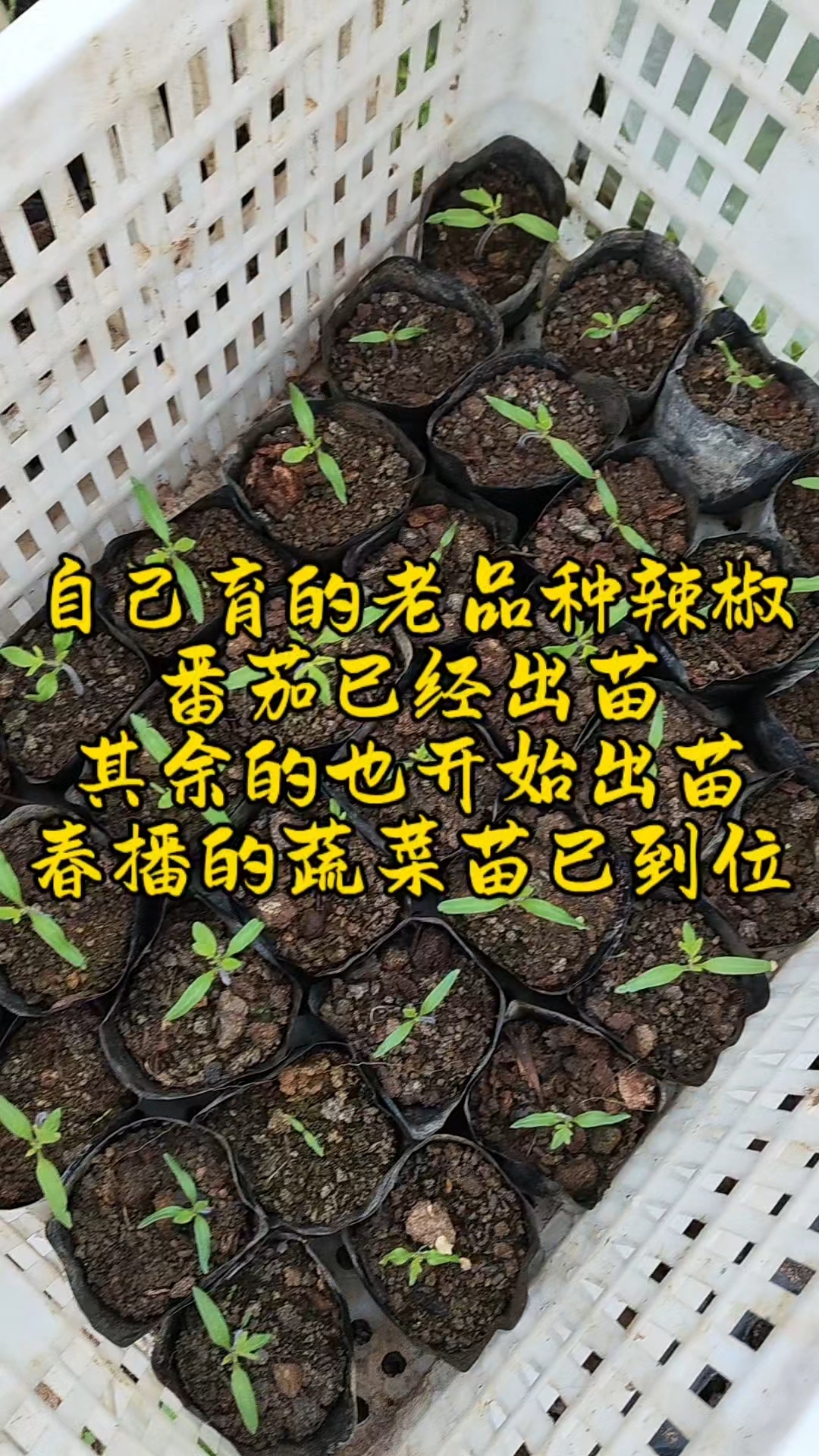 自己育的辣椒番茄等春播蔬菜自己出苗,春季蔬菜种植不耽搁#真实生活记录#