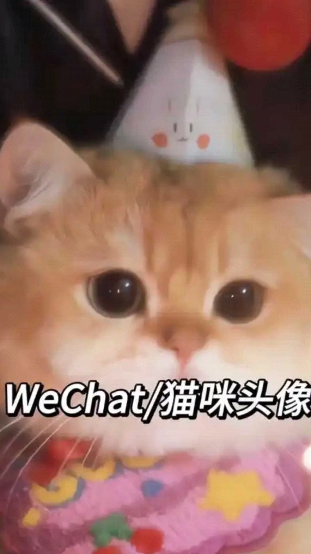 小猫咪头像来啦!