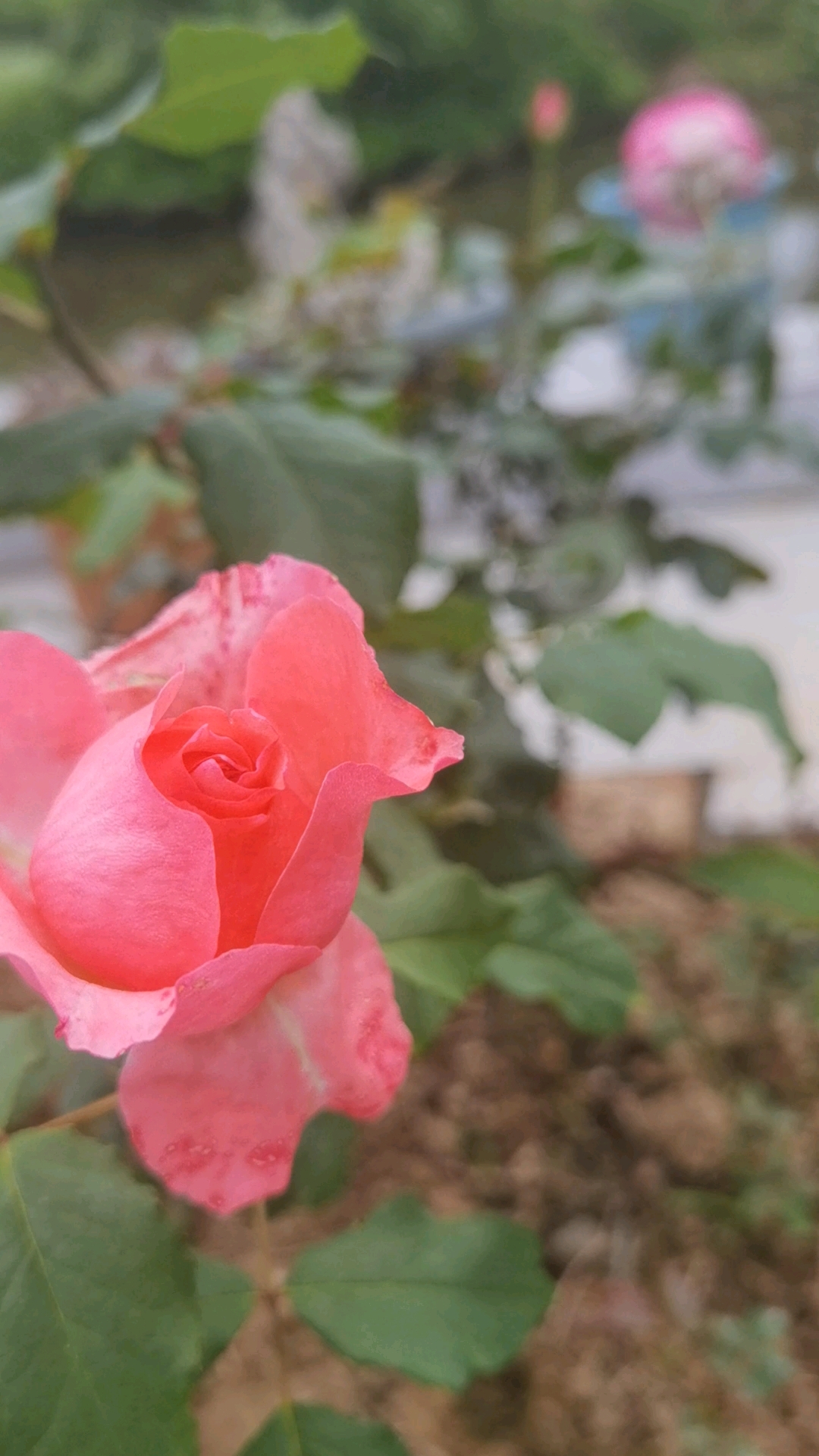 三款耐雨耐晒的月季,个人非常喜欢。你们能认出是什么品种吗?