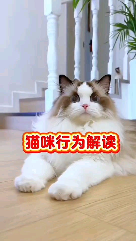 猫咪行为解读