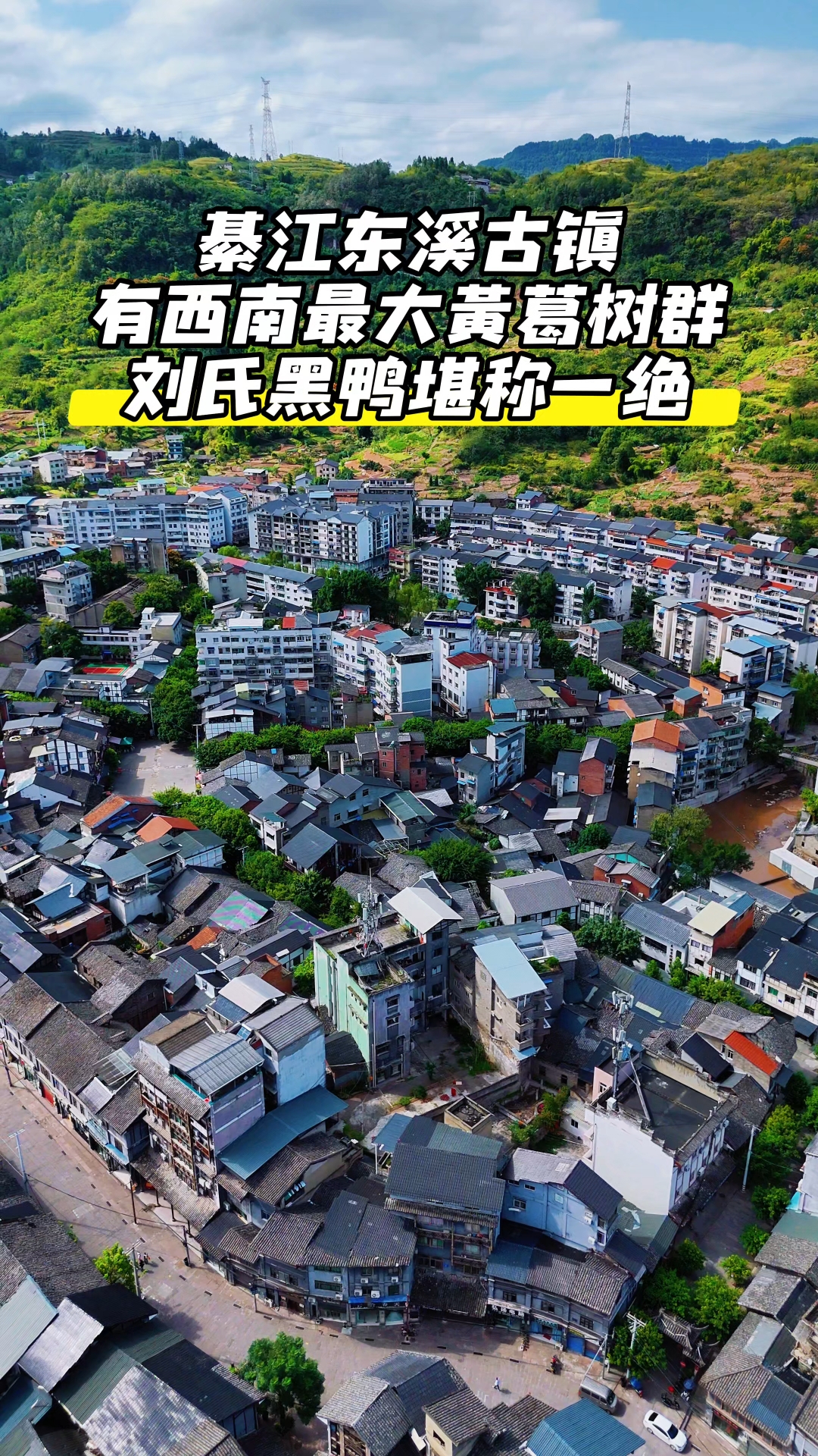 綦江东溪古镇,刘氏黑鸭堪称一绝,有西南地区最大的黄葛树群