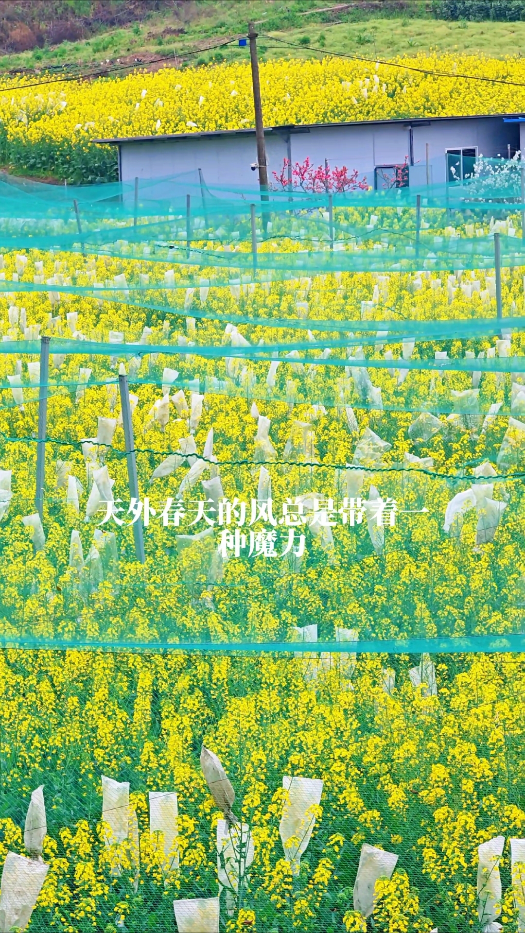 你看,这片金黄的花海,像不像春天写给西大的一封情书?#花满春城我代言#