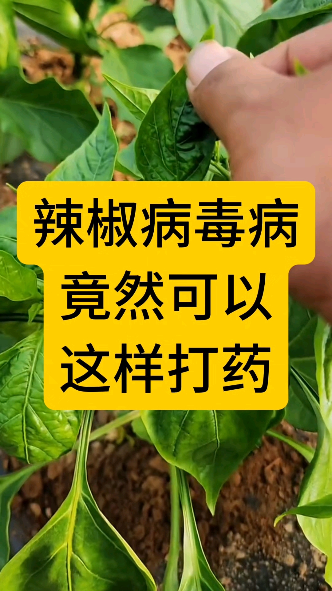 辣椒病毒病竟然可以这样打药了