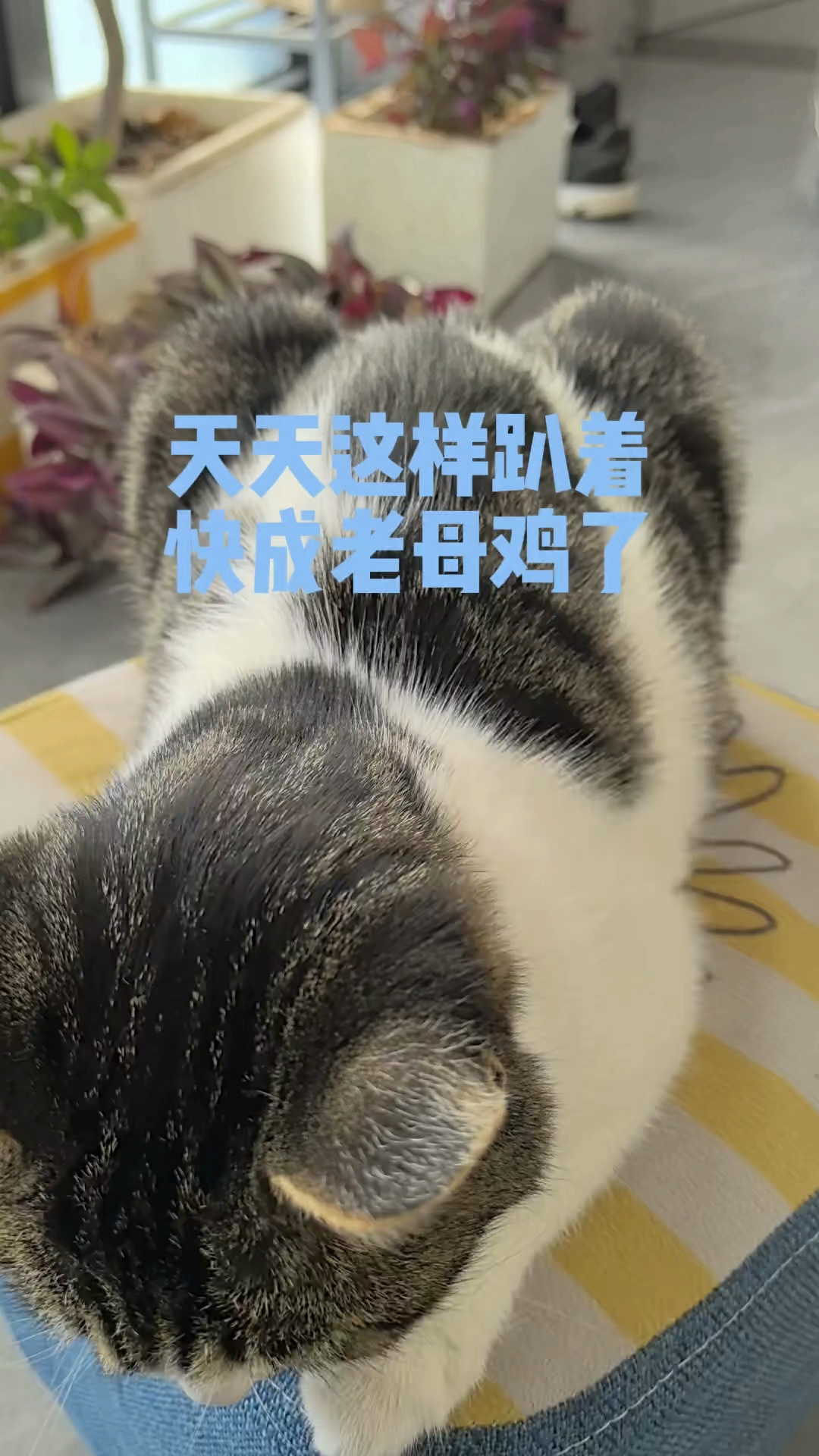 老母鸡在孵蛋