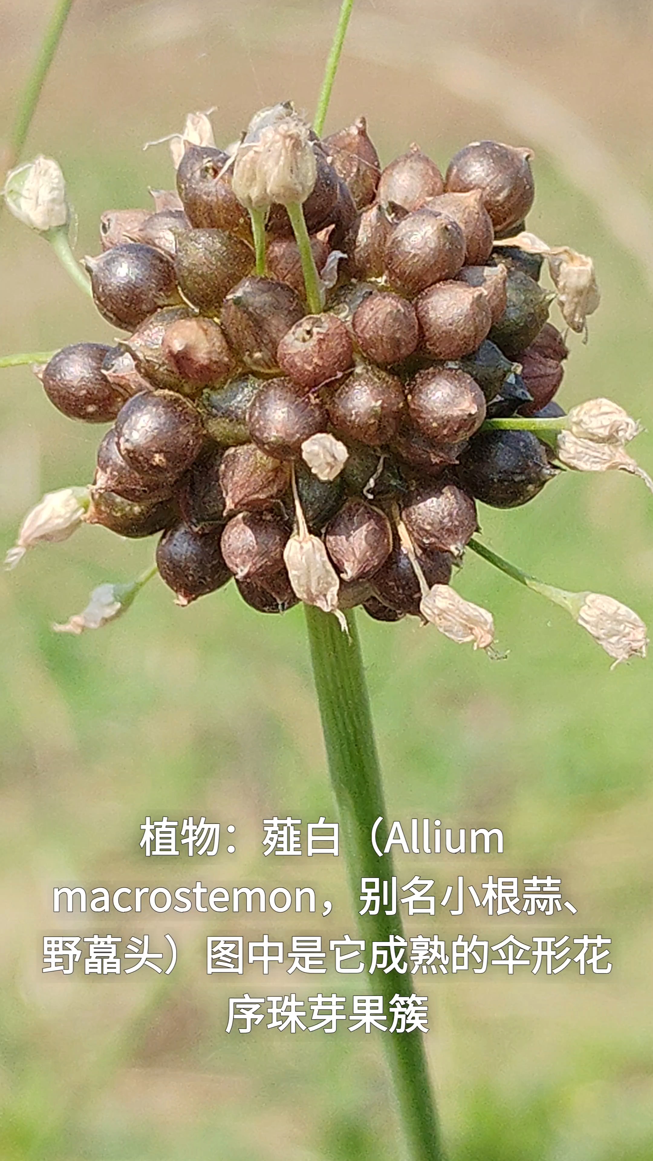 薤白（Allium macrostemon，别名小根蒜、野藠头）