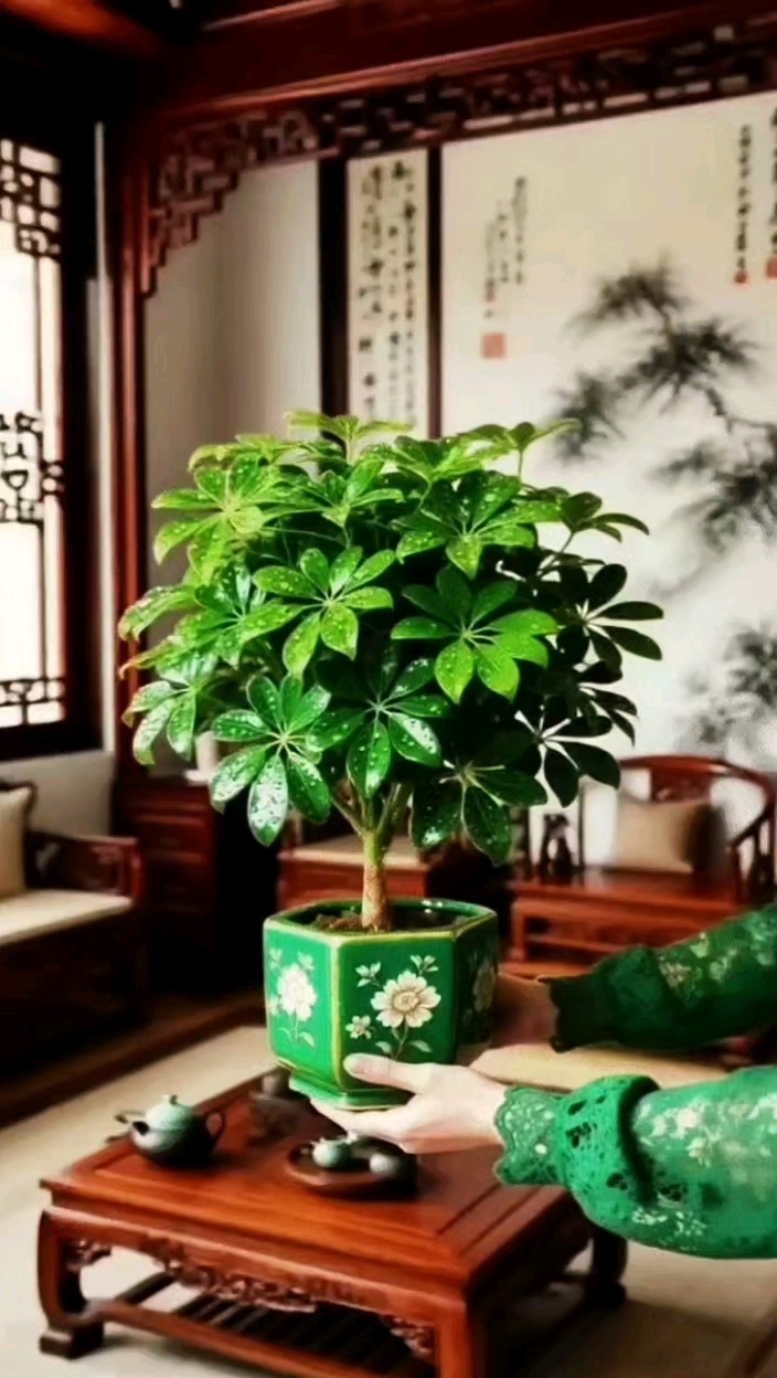 水培七叶莲鸭脚木绿植盆栽室内外生长四季常青观叶植物