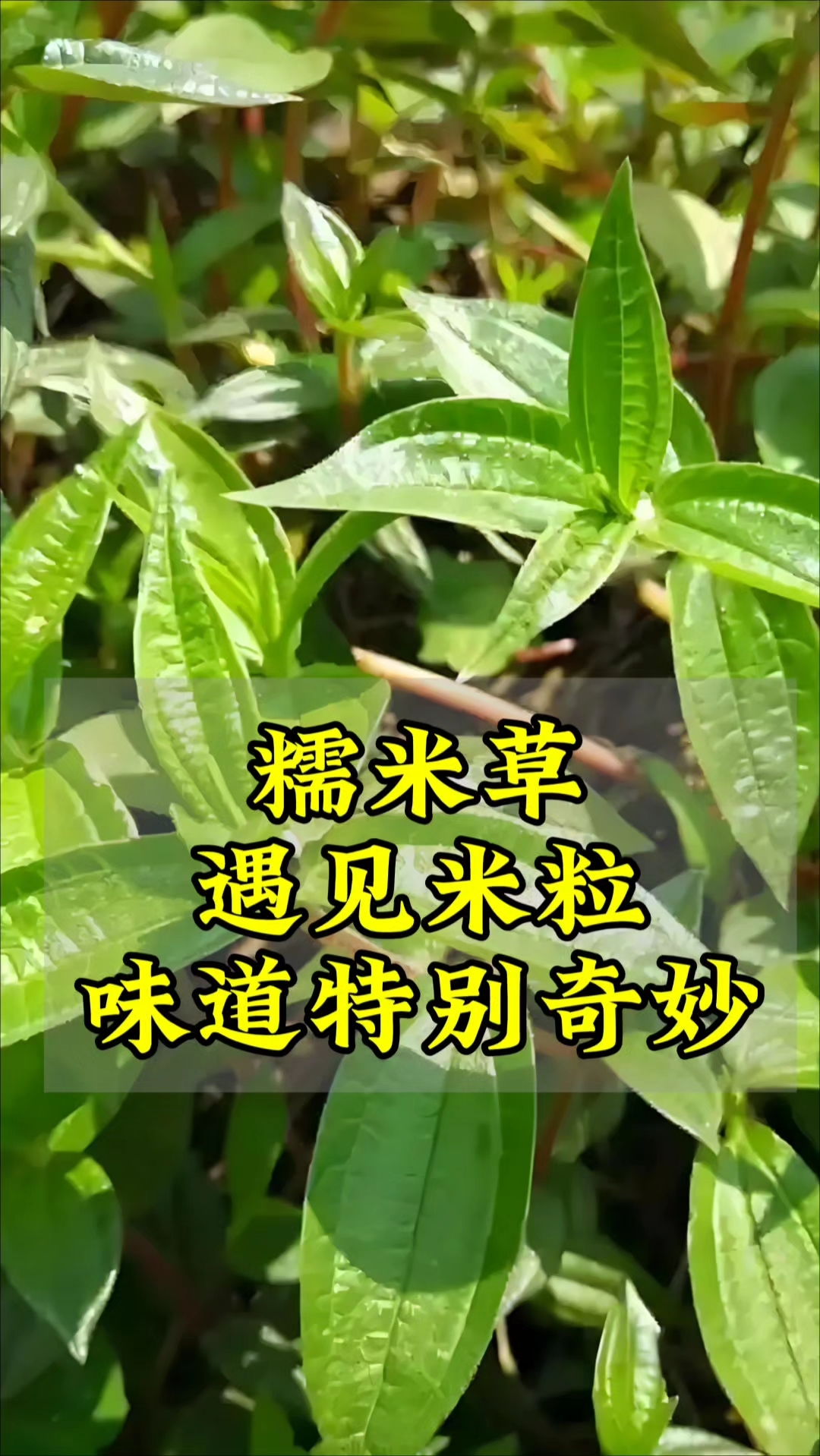 糯米的功效与作用