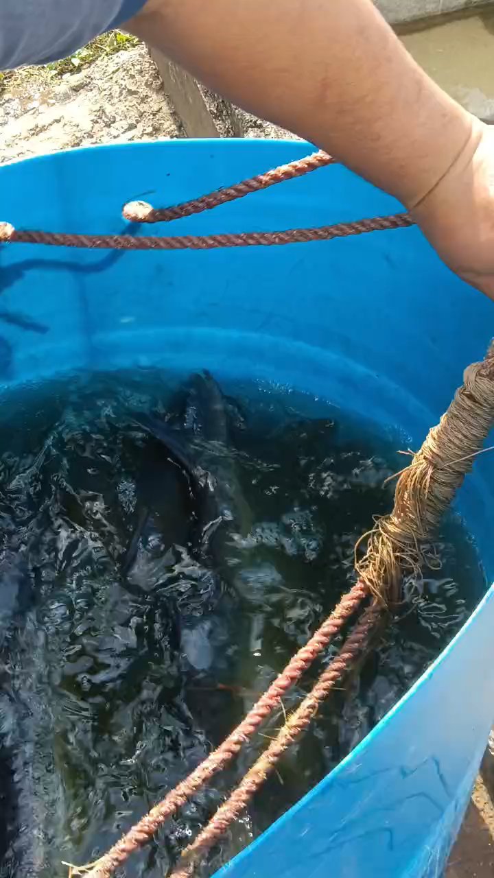 水库大头鱼群开始泛红了