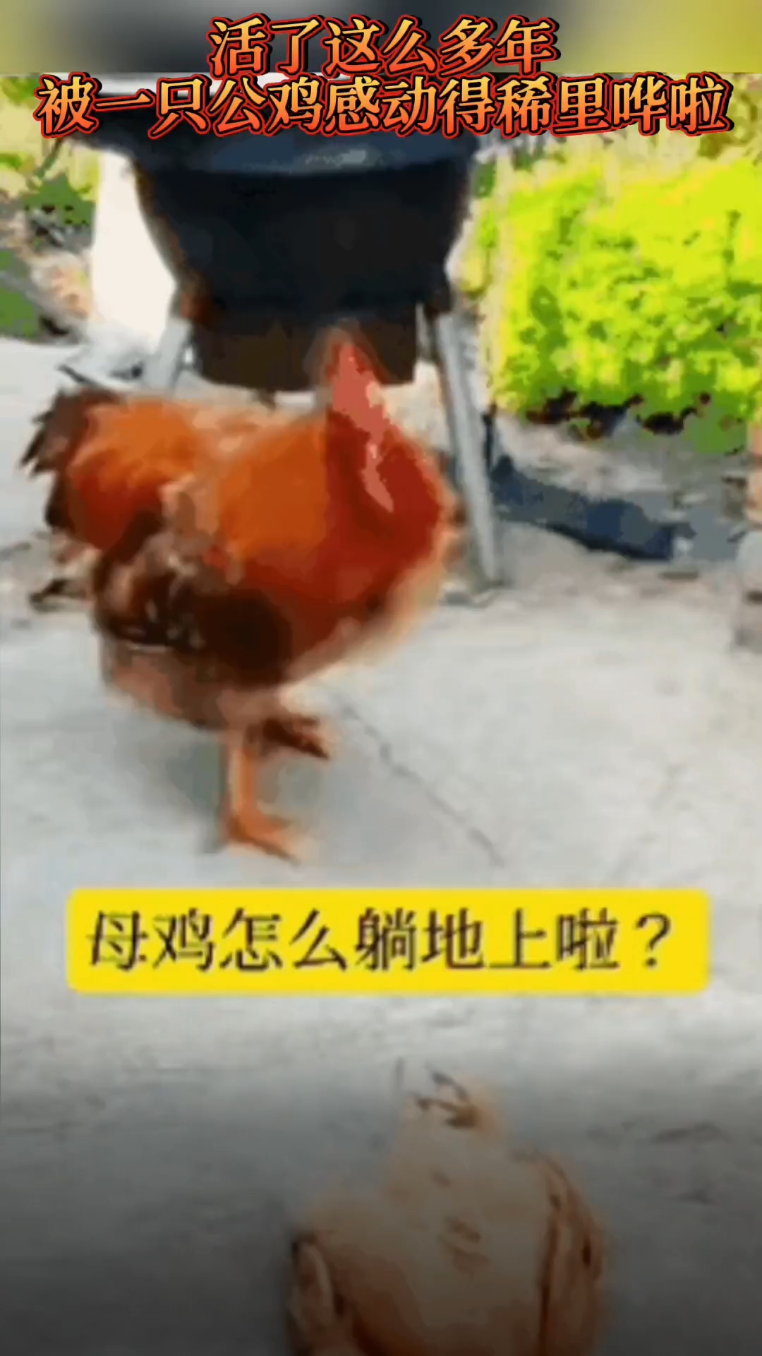 万物有灵,公鸡是宠妻狂魔!