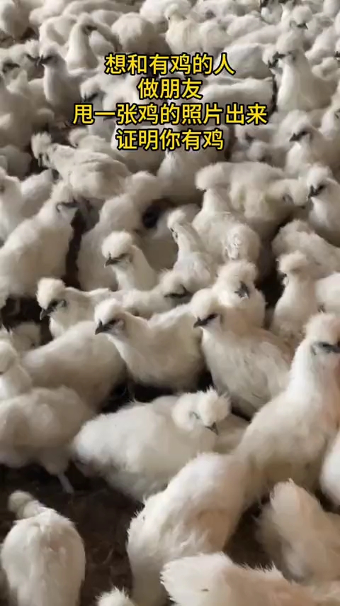 甩一张照片出来证明你有鸡#泰和乌鸡