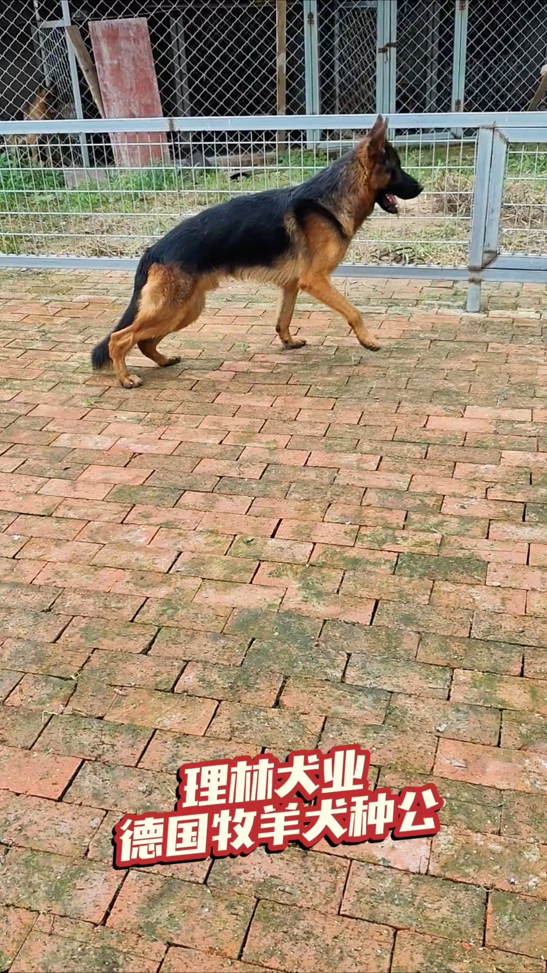 德国牧羊犬种公,理林犬业,专业繁殖基地。