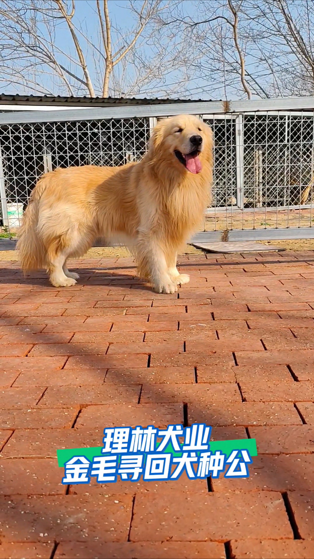 金毛种公展示,理林犬业,武汉专业繁殖基地。