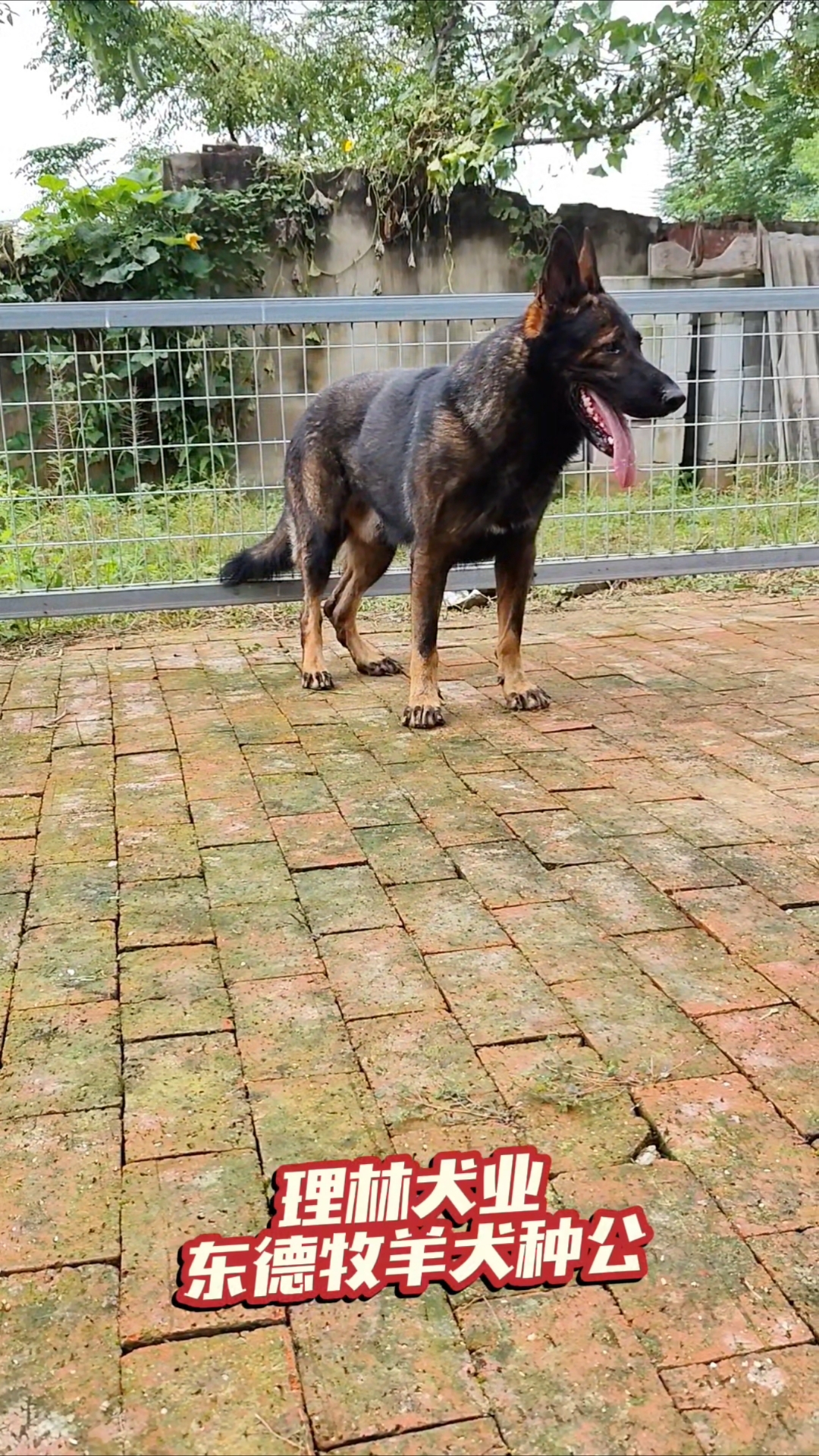 东德牧羊犬种公,深灰色东德牧羊犬。理林犬业,专业繁殖基地。