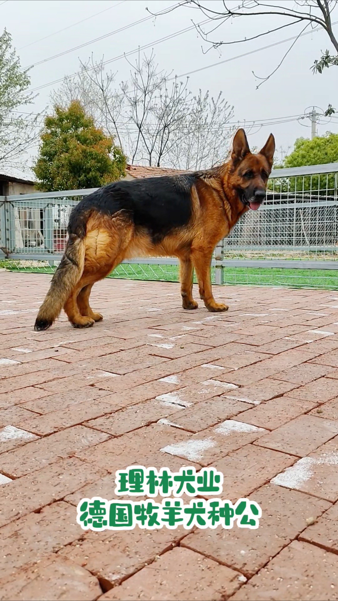德国牧羊犬种公展示,理林犬业,专业繁殖基地。