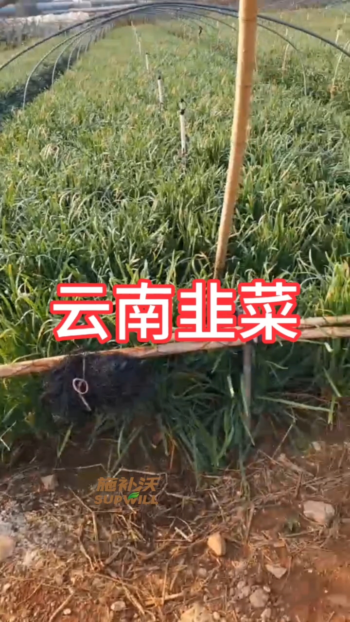 坐标:云南红河作物:韭菜红河州李总管理的韭菜基地,全程施补沃