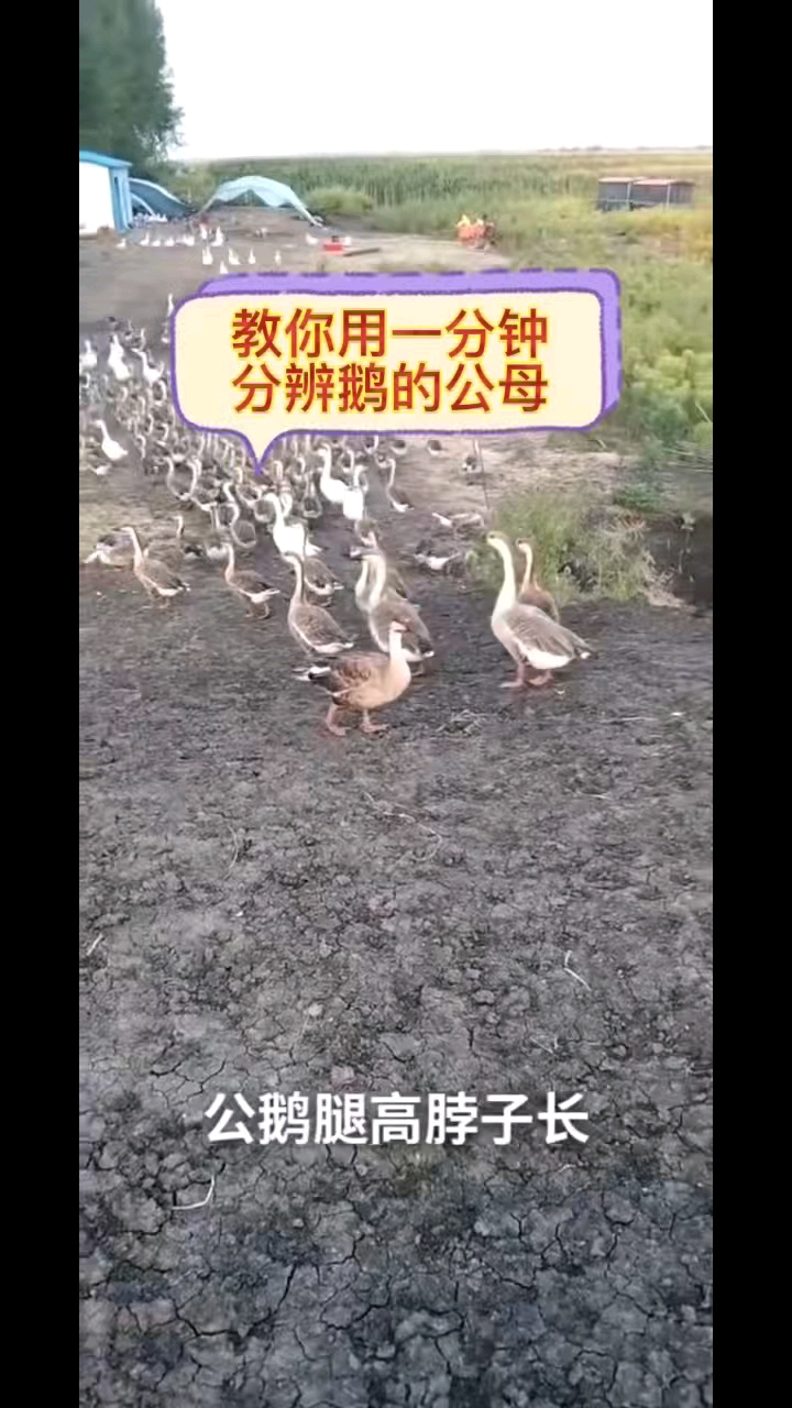 一分钟教你分辨公母鹅