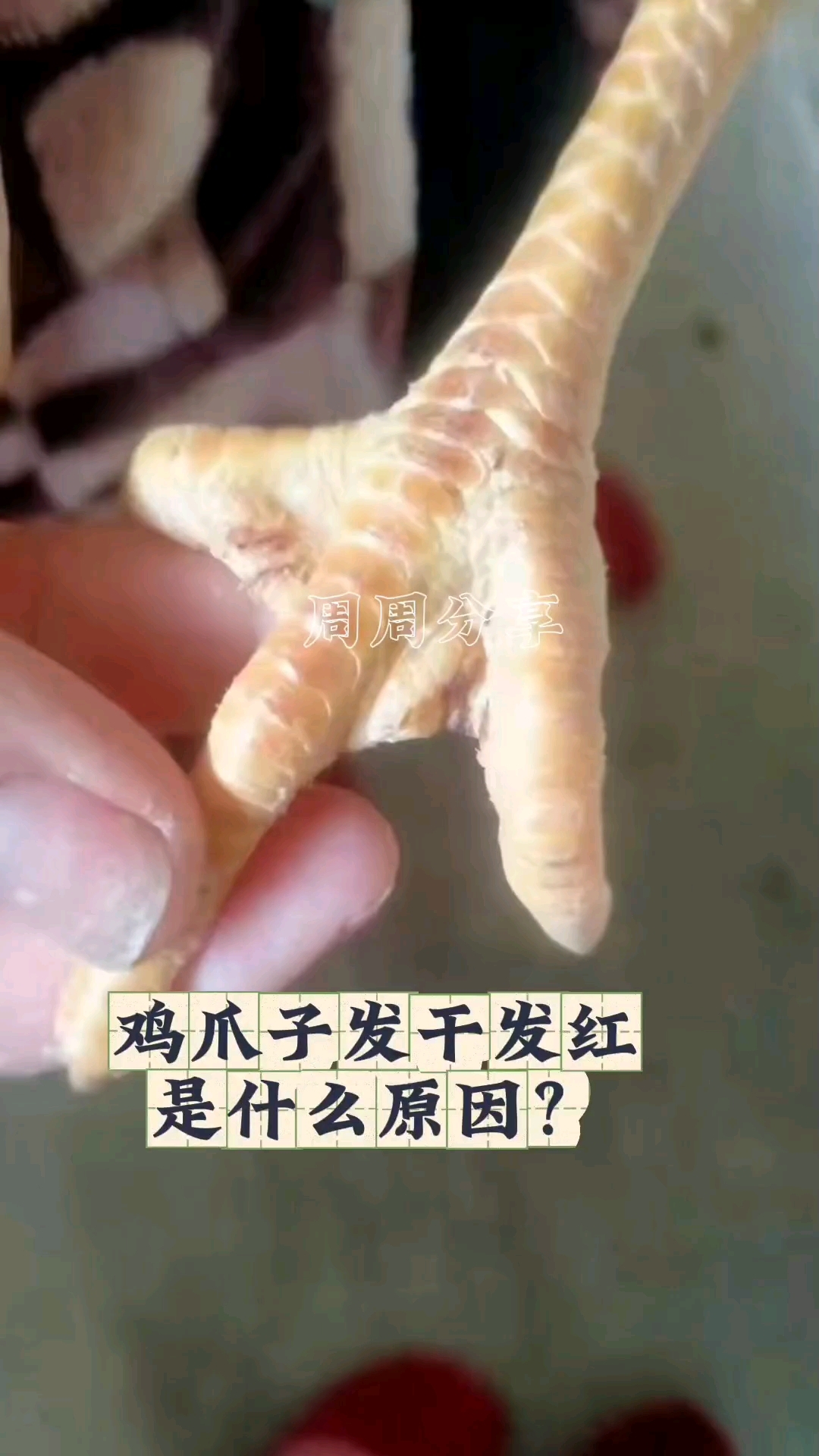 鸡爪子发干原因分析