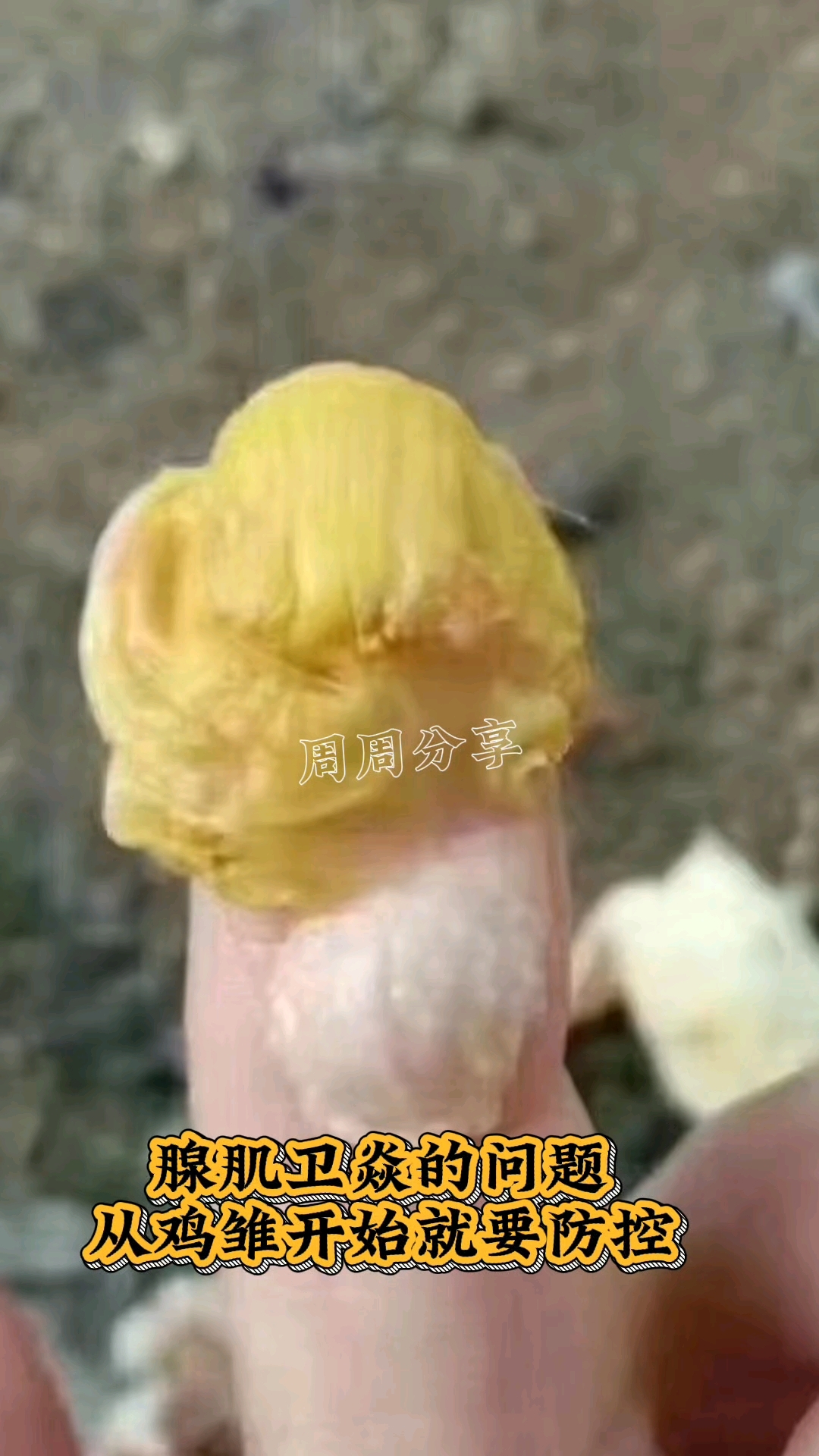 鸡的腺肌胃问题,从鸡雏开始就要预防