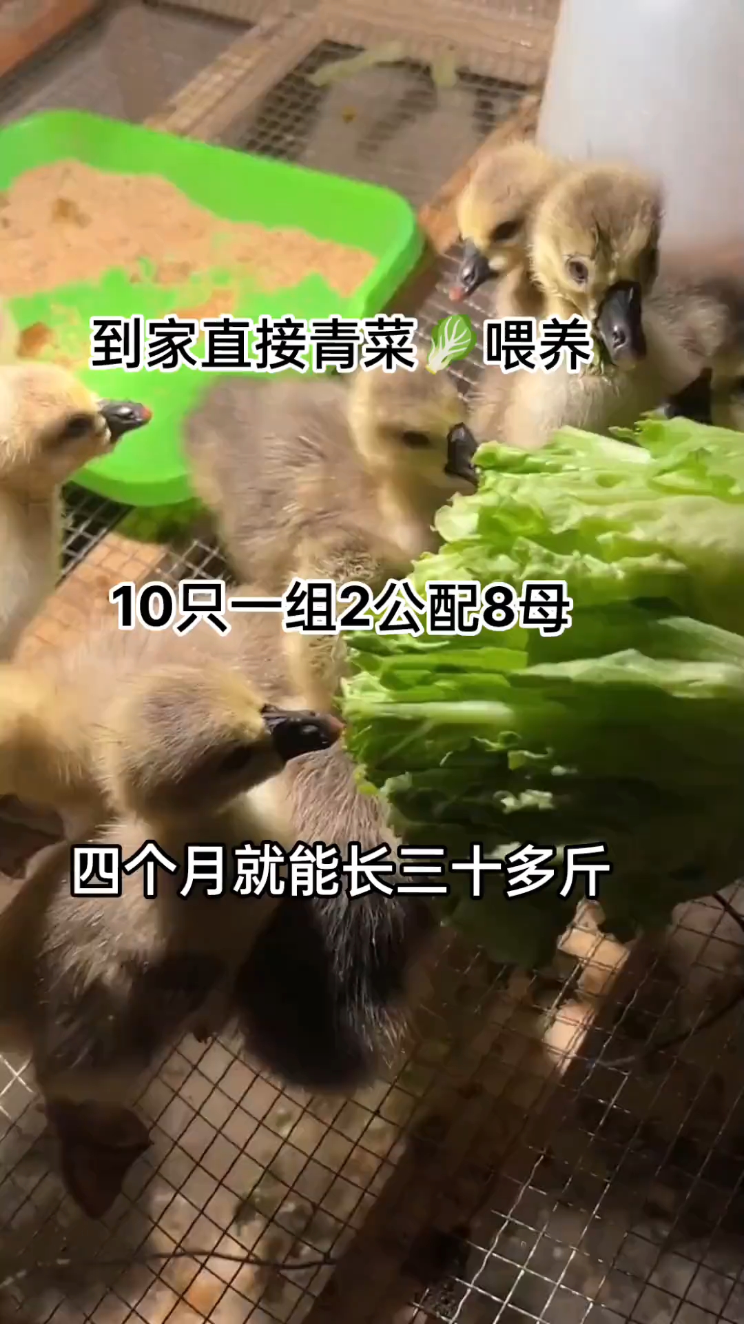 特大种狮头鹅苗