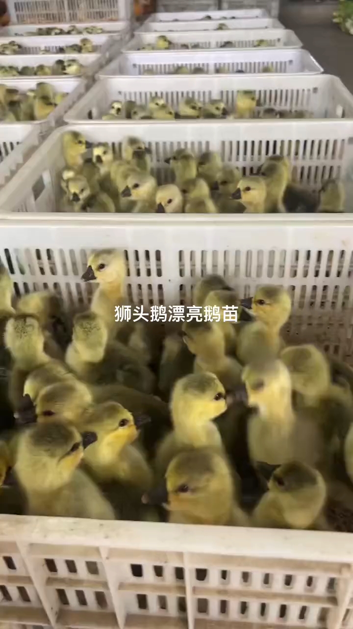 特大种狮头鹅苗,成年可达27斤左右