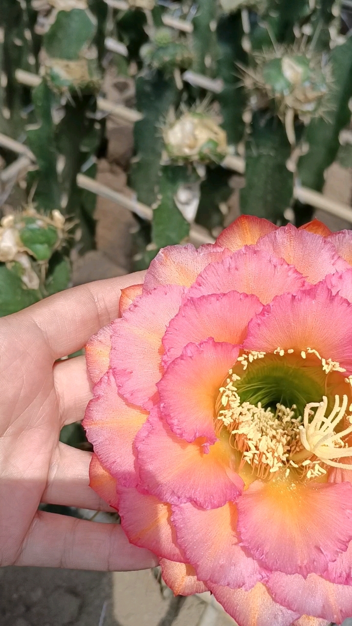 毛花柱黄白菜
