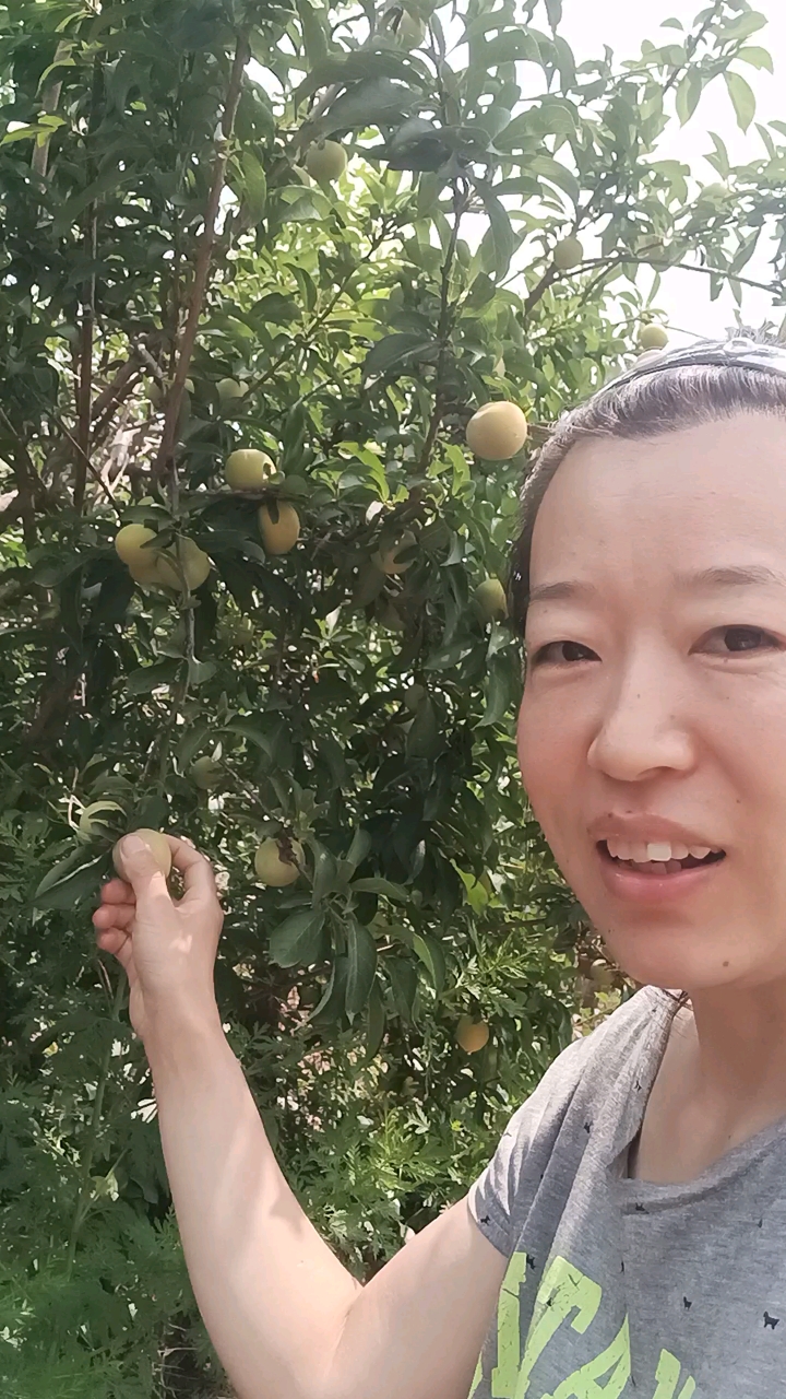 北京密云 香酥梨果园 摘黄果子 