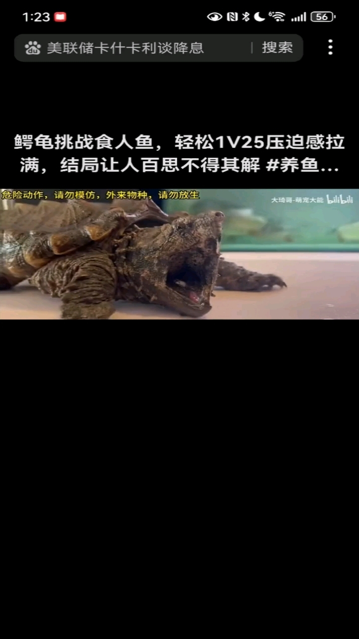 大鳄龟大战食人鱼特别番。