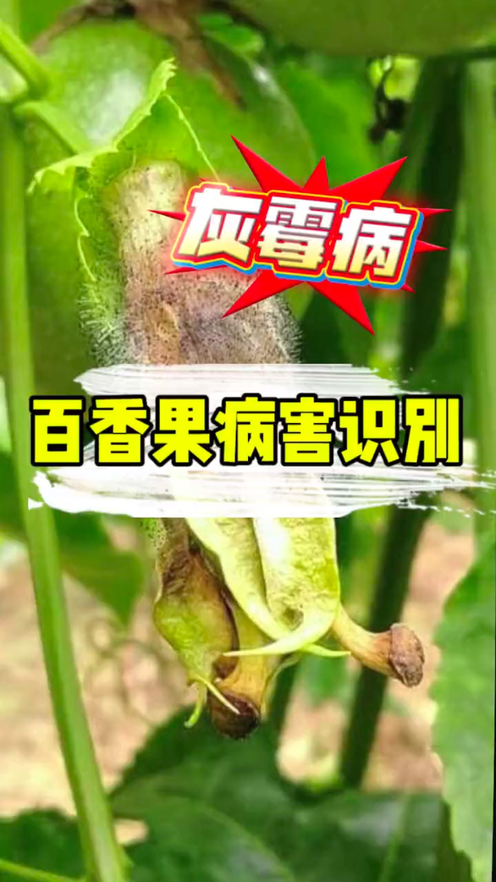 百香果病害识别图
