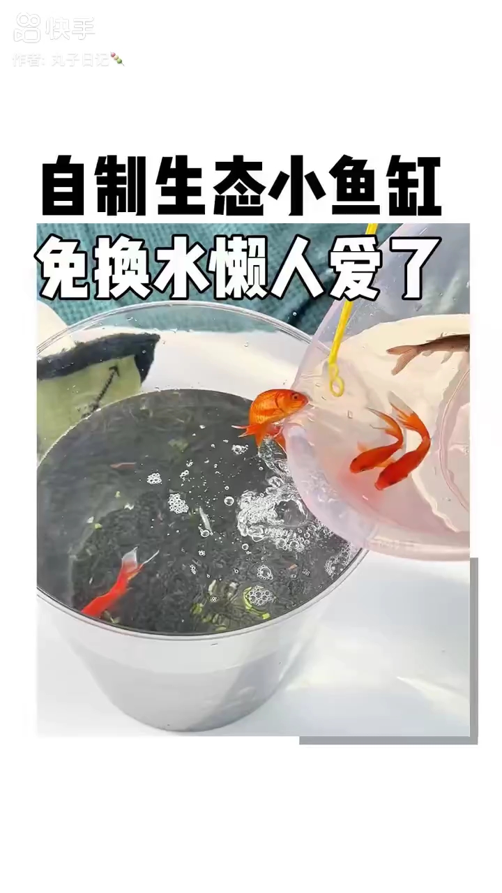 自制生态小鱼缸!