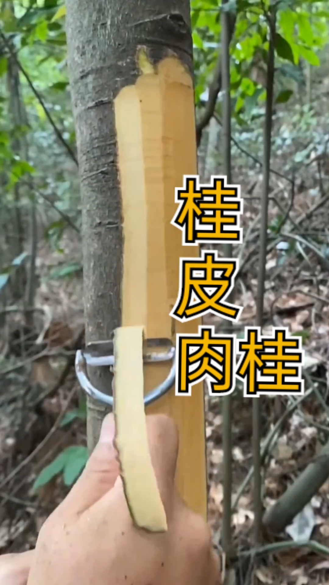 野生桂皮肉桂数长这样