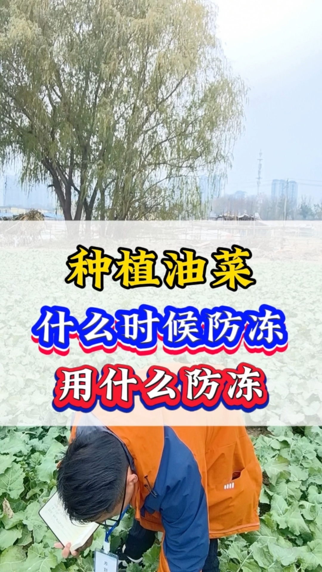 种植油菜用什么防冻?什么时候防冻?