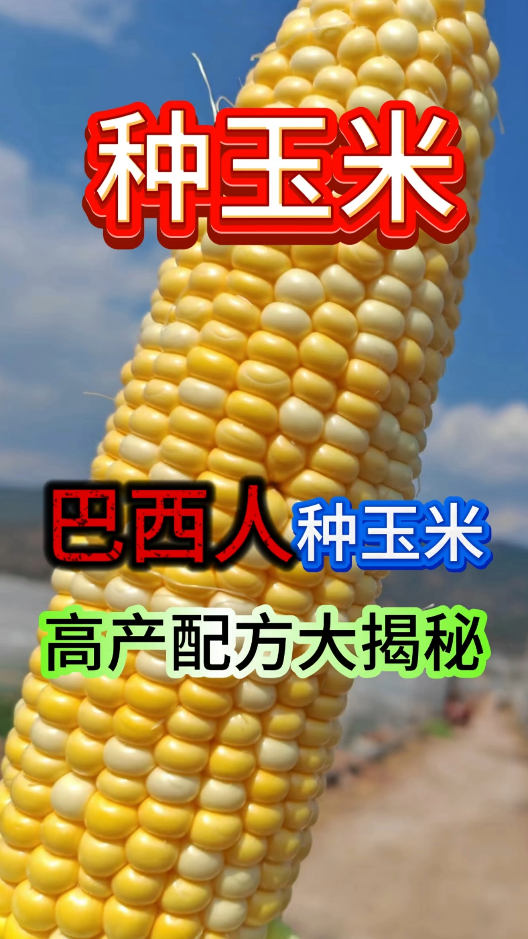 巴西人种玉米高产配方大揭秘