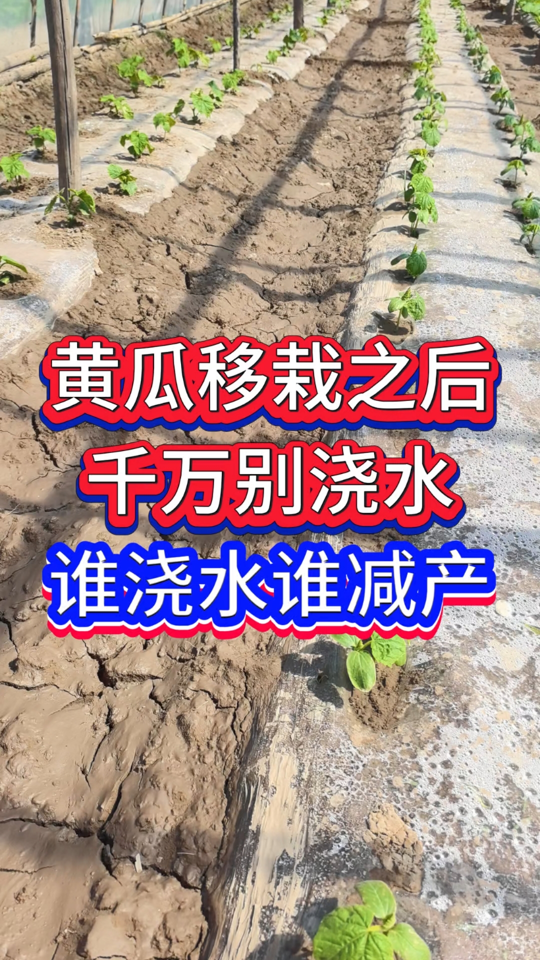 黄瓜移栽之后别浇水 谁浇水谁减产