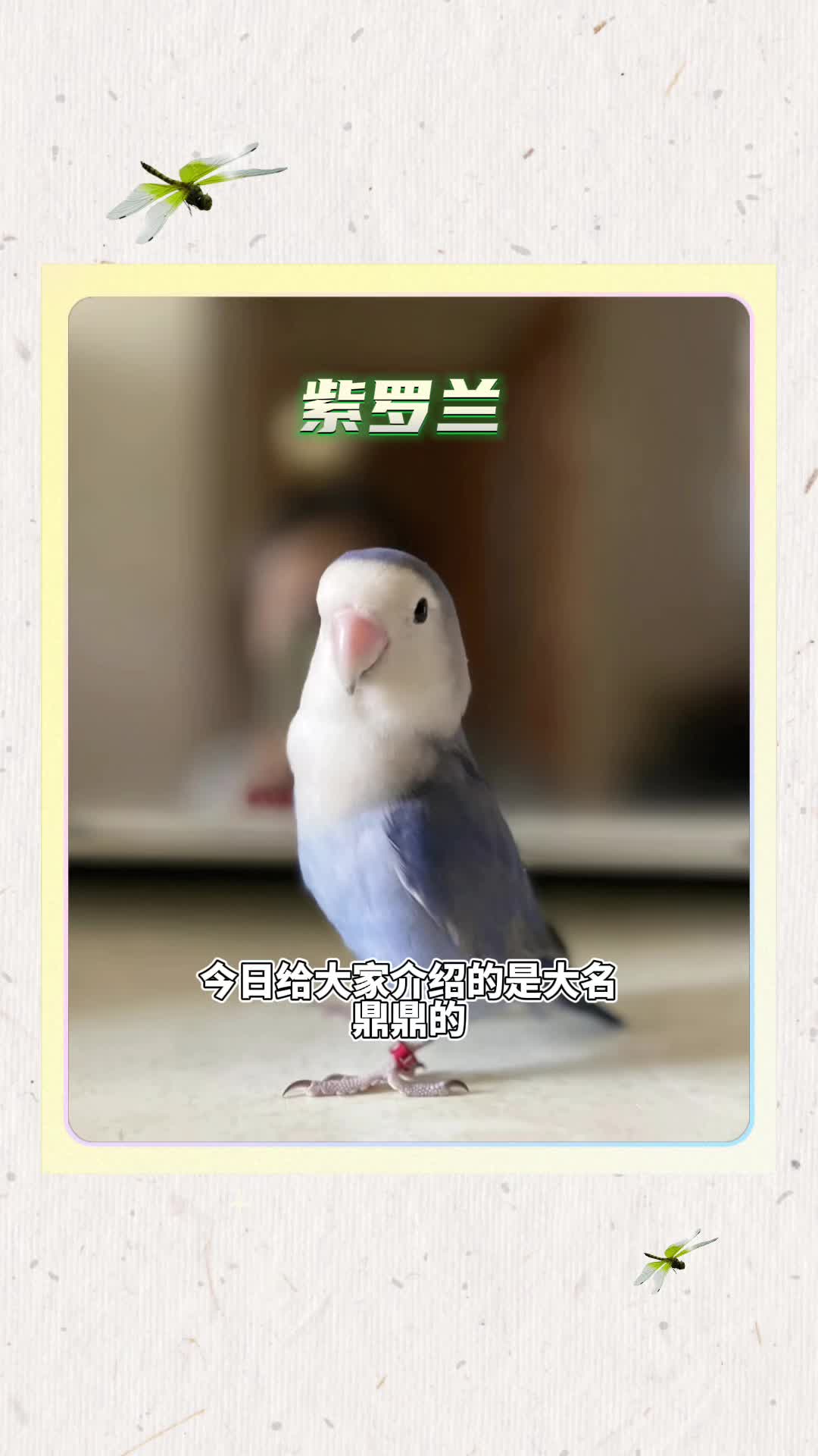 牡丹鹦鹉种类介绍(紫罗兰)