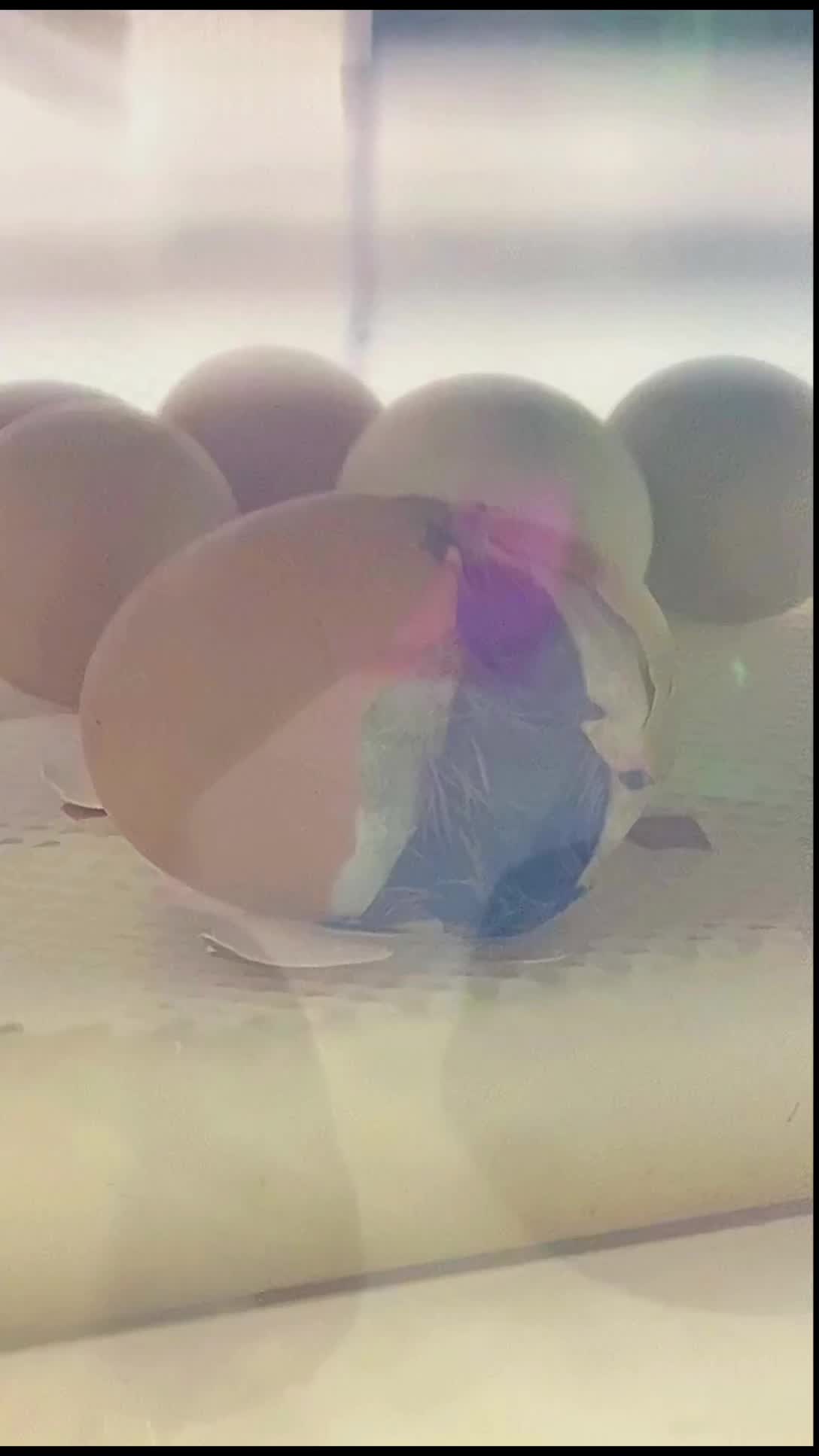 一分钟记录鸡蛋孵化小鸡的过程……