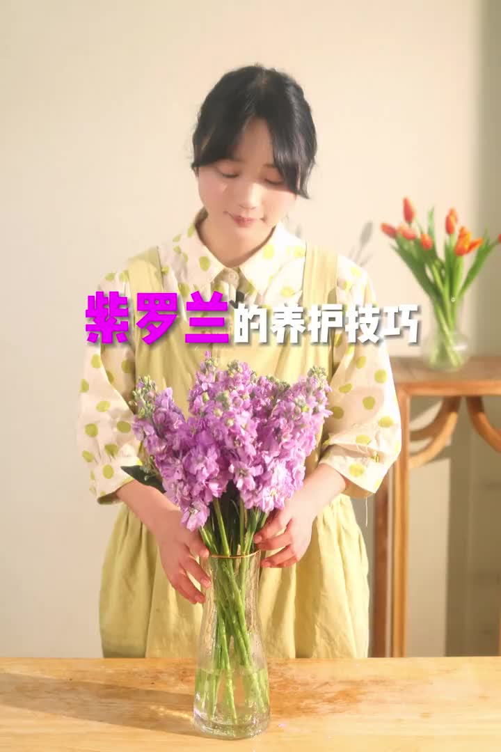 紫罗兰的养护方法