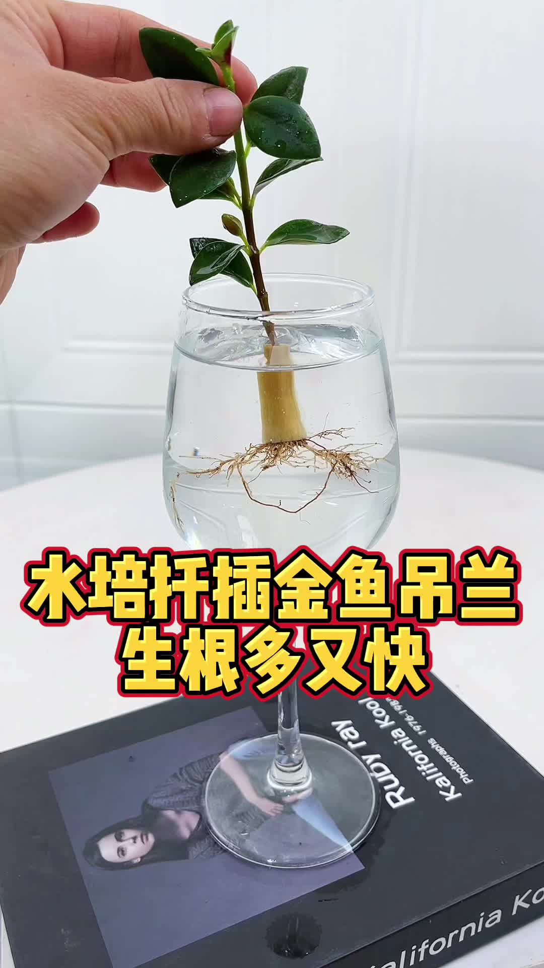 水培扦插金鱼吊兰,生根多又块