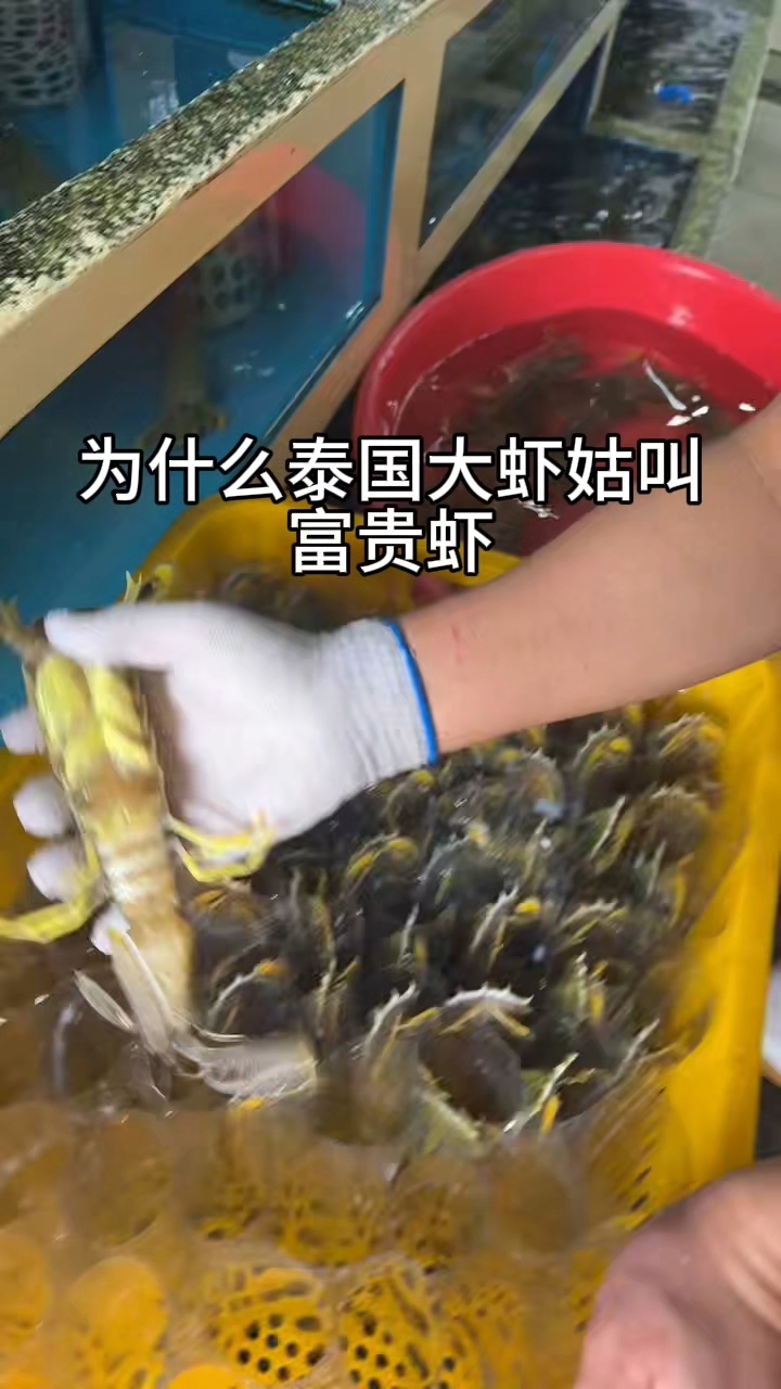为什么泰国大虾姑叫富贵虾,国产的只能叫皮皮虾?