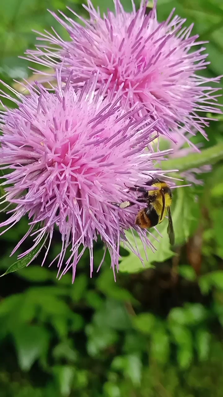 菜蓟花开美艳无比