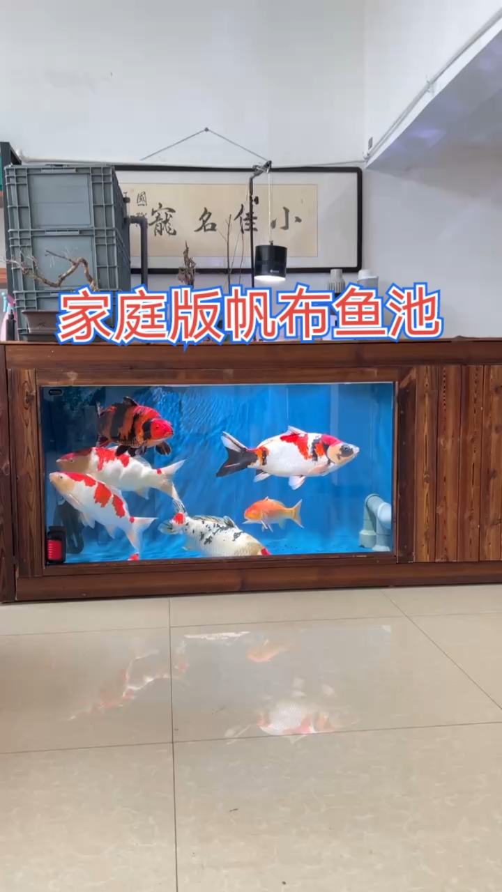 家庭版锦鲤帆布鱼池