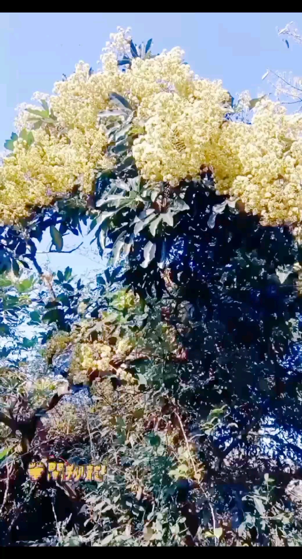 南方鸭脚木冬蜜