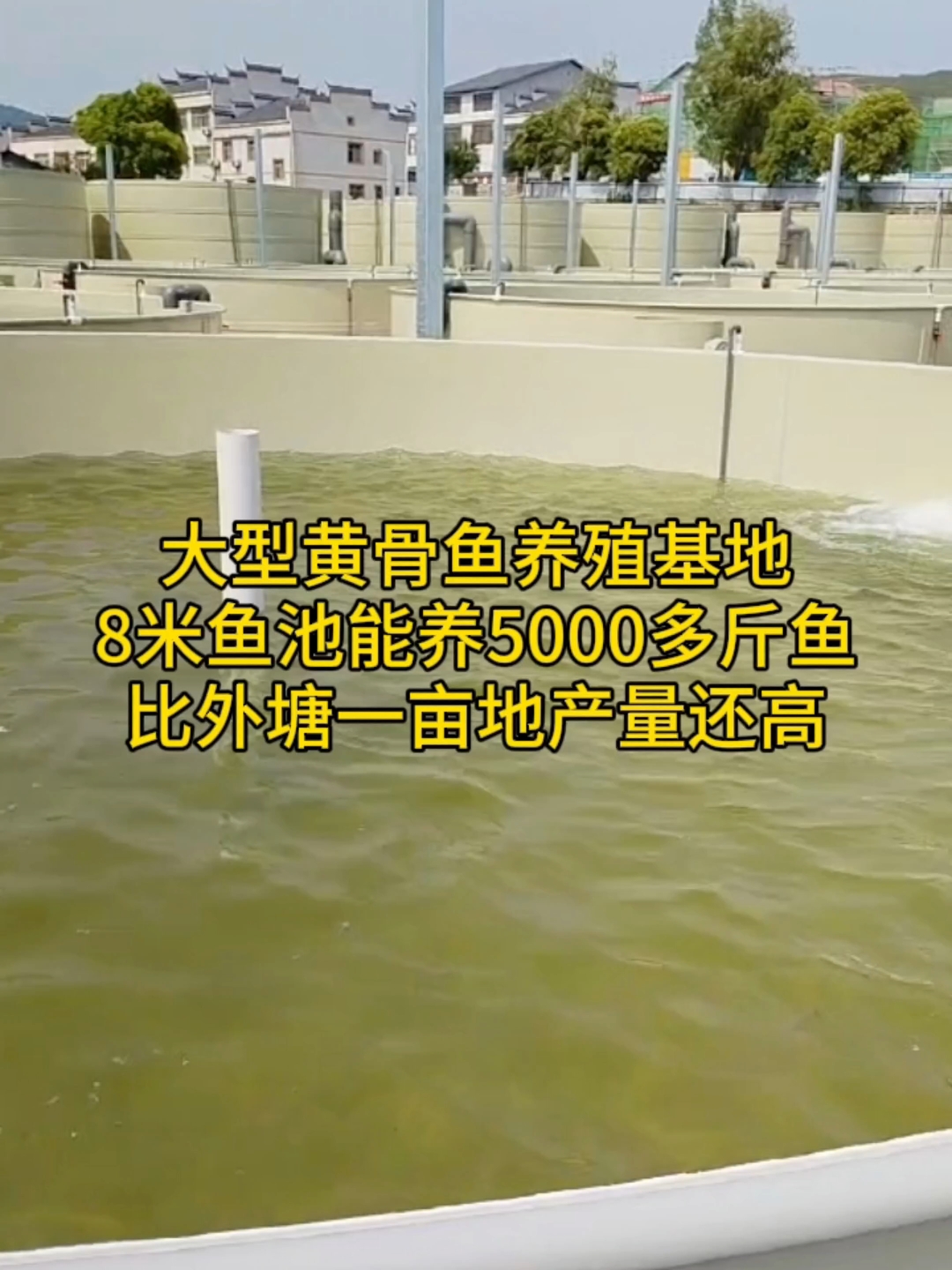 大型黄骨鱼养殖基地