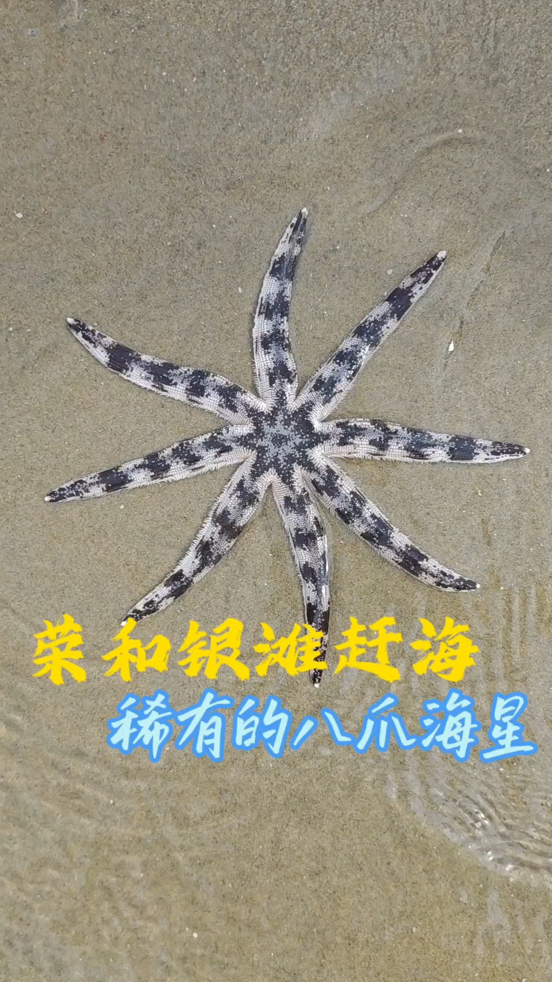 荣和银滩赶海，满地都是海胆，还捡到一个稀有货——斑砂海星#赶海# #北海赶海# #户外赶海